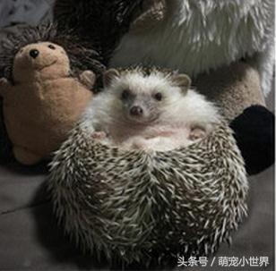 奶奶也有养刺猬？超肉感刺猬胖到跟小猪一样让人笑喷：到底吃多少