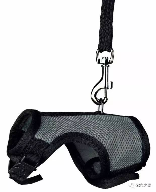 荷兰猪出门需要准备什么,荷兰猪可以独自待一个月