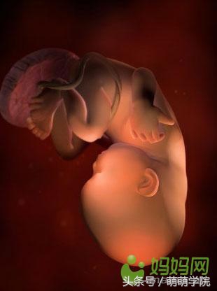 胎儿发育40周全过程b超影像,胎儿1-40周发育过程图高清