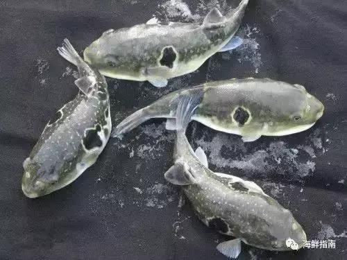 又到吃河鲀的时候了！河鲀起春岸，诱惑正当时