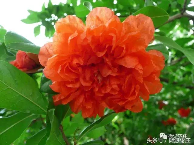 匡衡当了官后做了什么坏事,石榴从老家回来