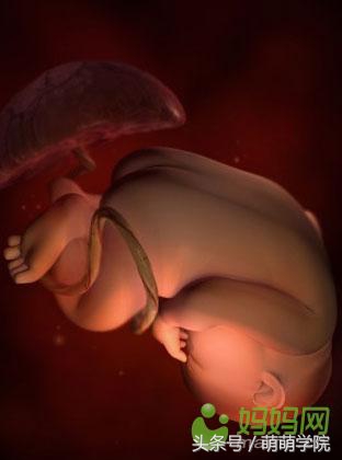 胎儿发育40周全过程b超影像,胎儿1-40周发育过程图高清