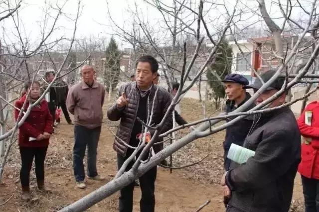 陈金海:陕西核桃已超千万亩,大多数种植户将面临滞销的挑战!