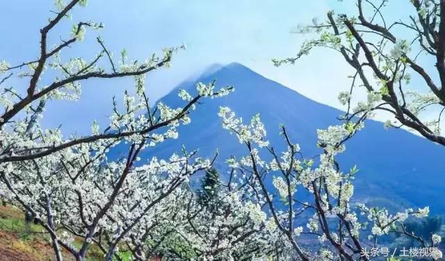 龙岩赏花景点,龙岩的花海