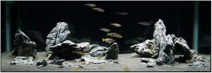 草缸硝化细菌正确使用方法,硝化细菌正确使用方法