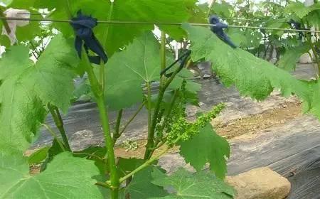 叶面肥的10大优点,史上最全叶面肥知识汇总强烈推荐