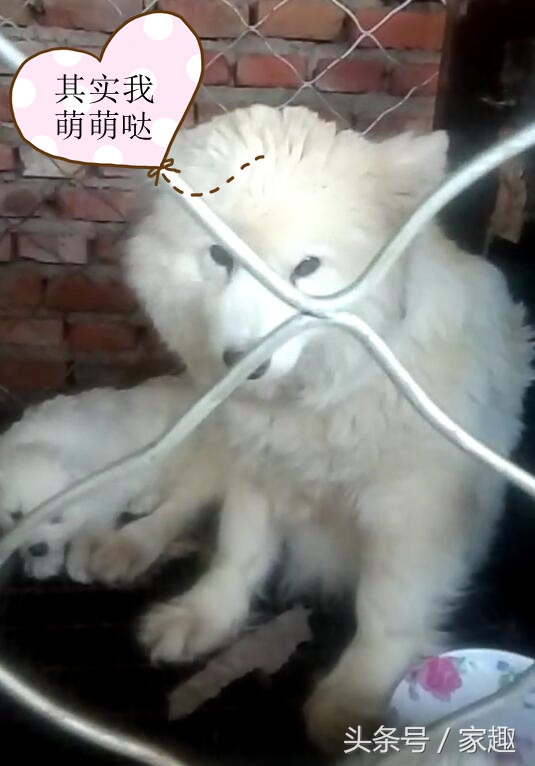 如何鉴别萨摩纯不纯,鉴定萨摩纯不纯