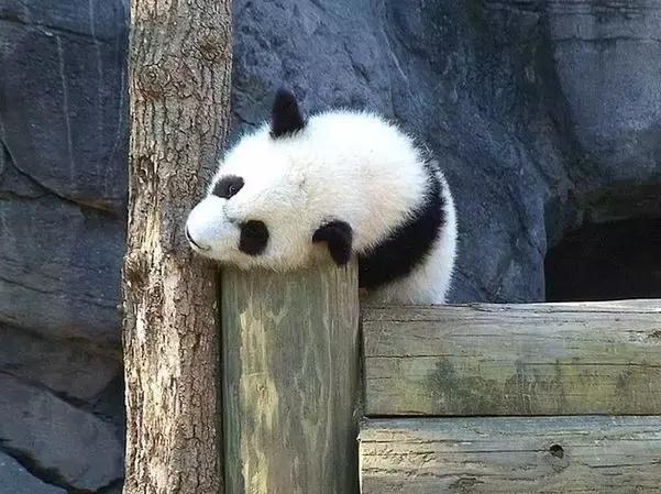 熊猫的萌态有多可爱,熊猫是软萌无害的吗