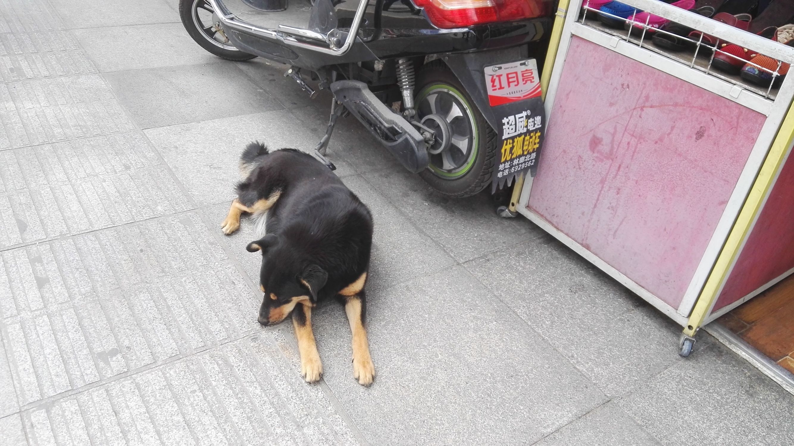 狗狗在西藏老是气喘,小型狗去西藏有高原反应怎么办