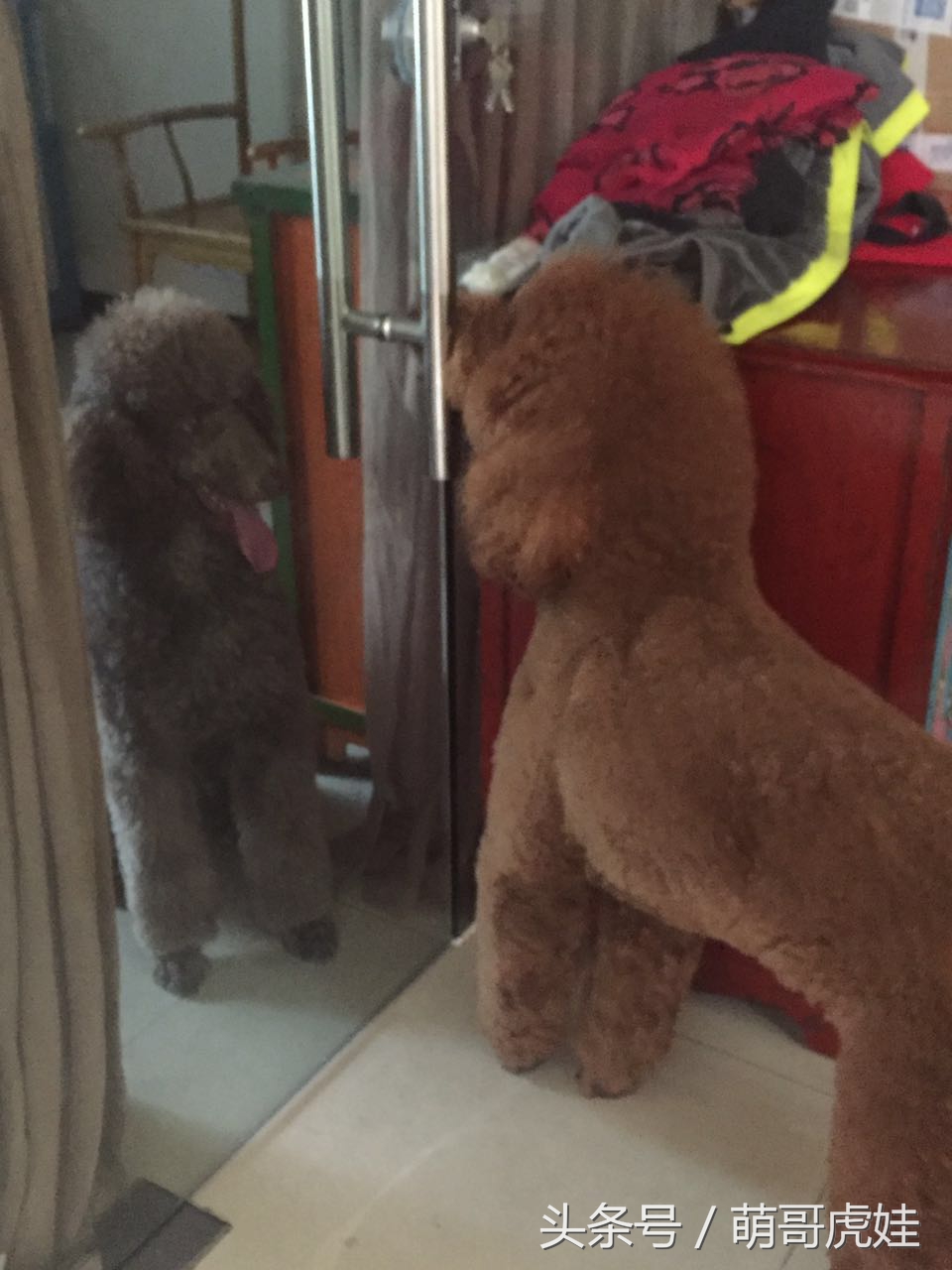 家里两只巨型贵宾犬,巨型贵宾犬发情跟泰迪一样吗