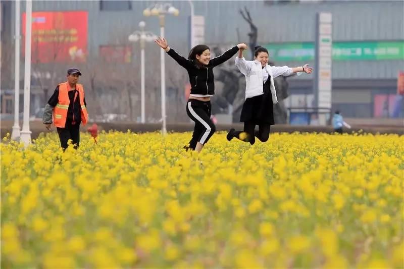 光阴正好花期已至，泰达有花海，何须羡婺源？