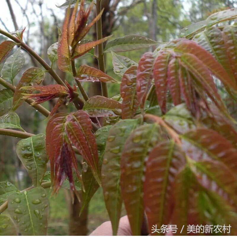 去白头发最好的野菜,清肺最快的野菜