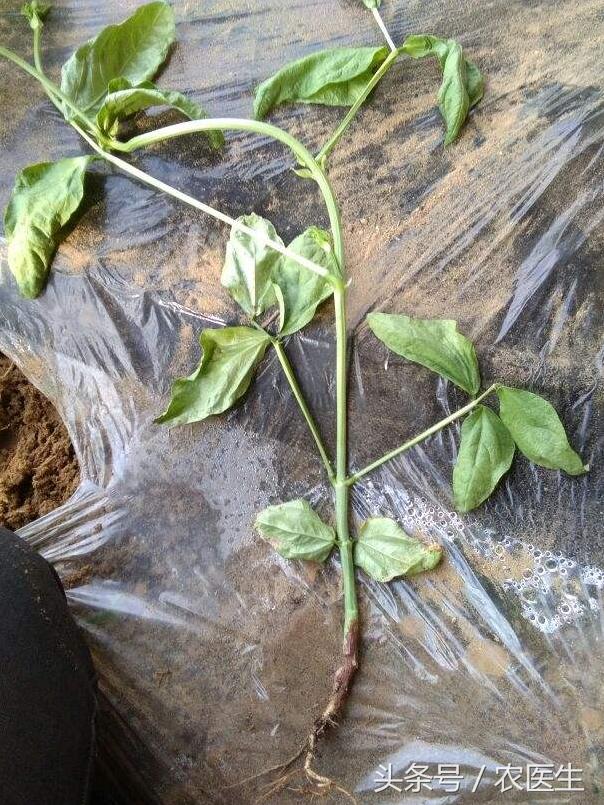 蒜病毒病怎么治,大蒜疫病和叶枯病怎样防治