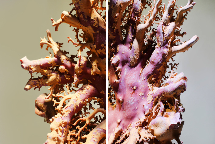 台湾博物馆红珊瑚是真的吗,红珊瑚馆藏品欣赏