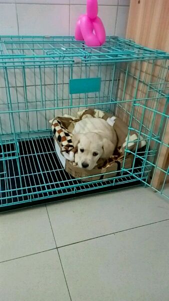 拉布拉多一个多月老是抖干呕,拉布拉多咳嗽得厉害有什么好办法