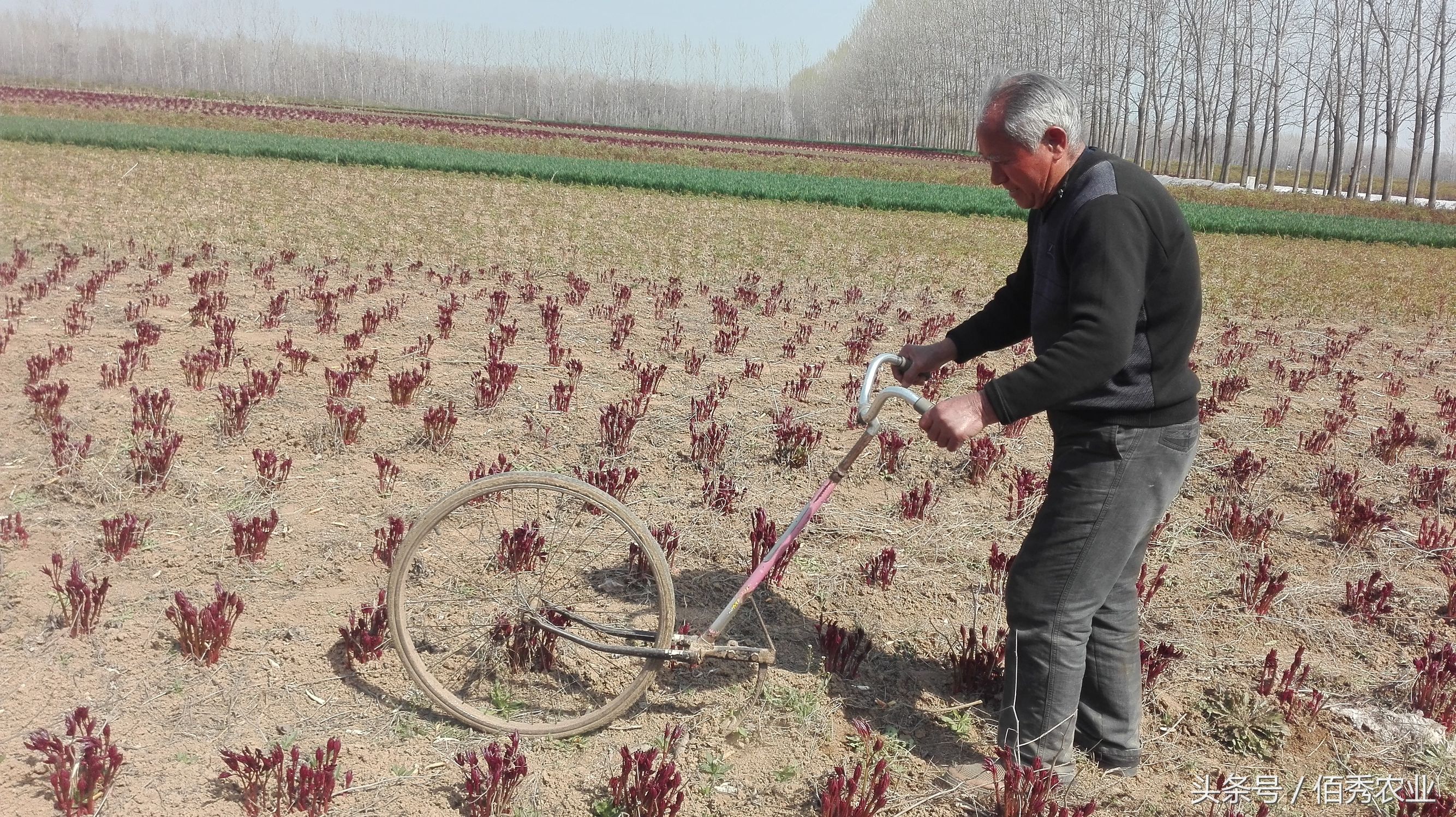 农民靠农业致富的方法,农民靠什么赚钱