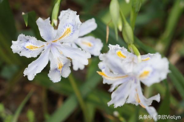 青岩|一盏清茶一抹暗香,一段黔南往事