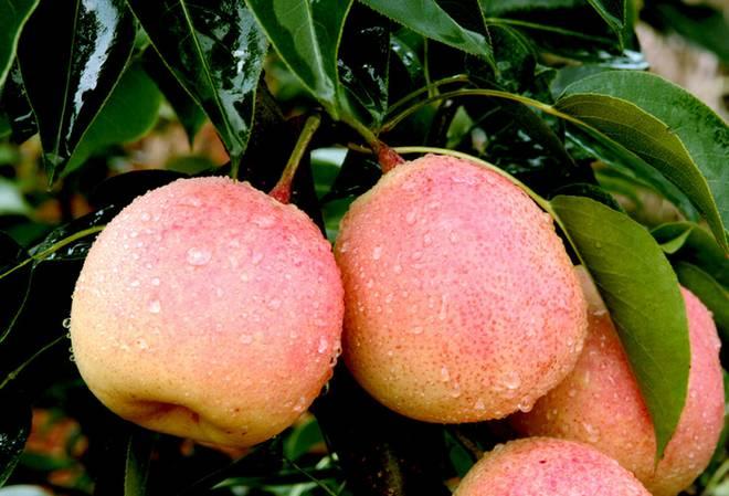 浜戝崡娉歌タ鍘跨編濂虫紓浜悧,浜戝崡绾㈡渤娉歌タ缇庡コ