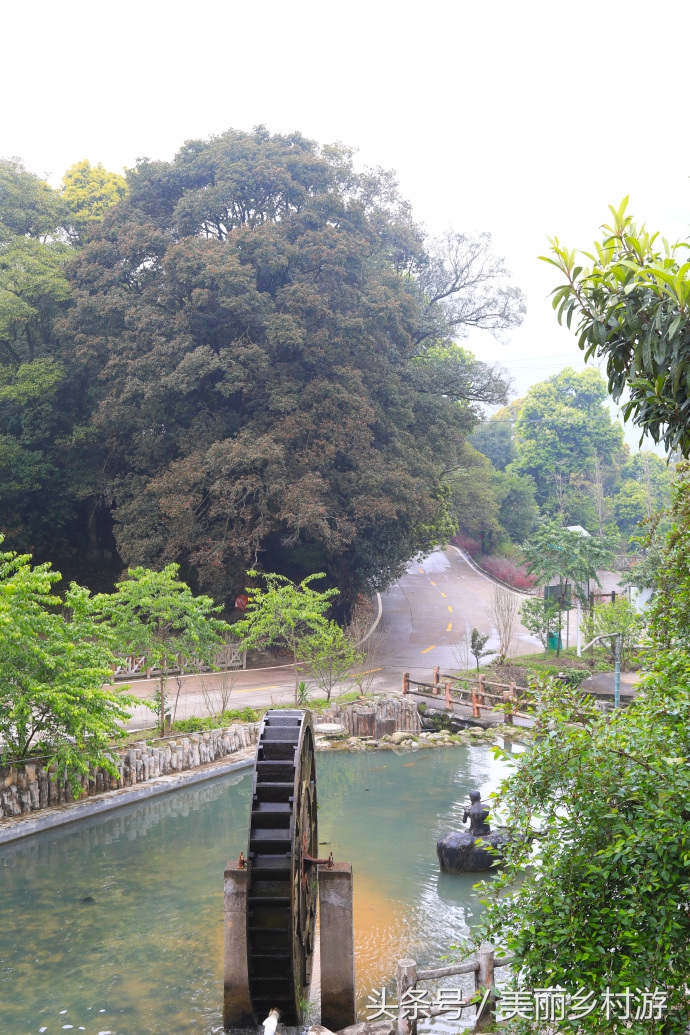 美丽乡村森林图片,洋畲村乡村旅游景点