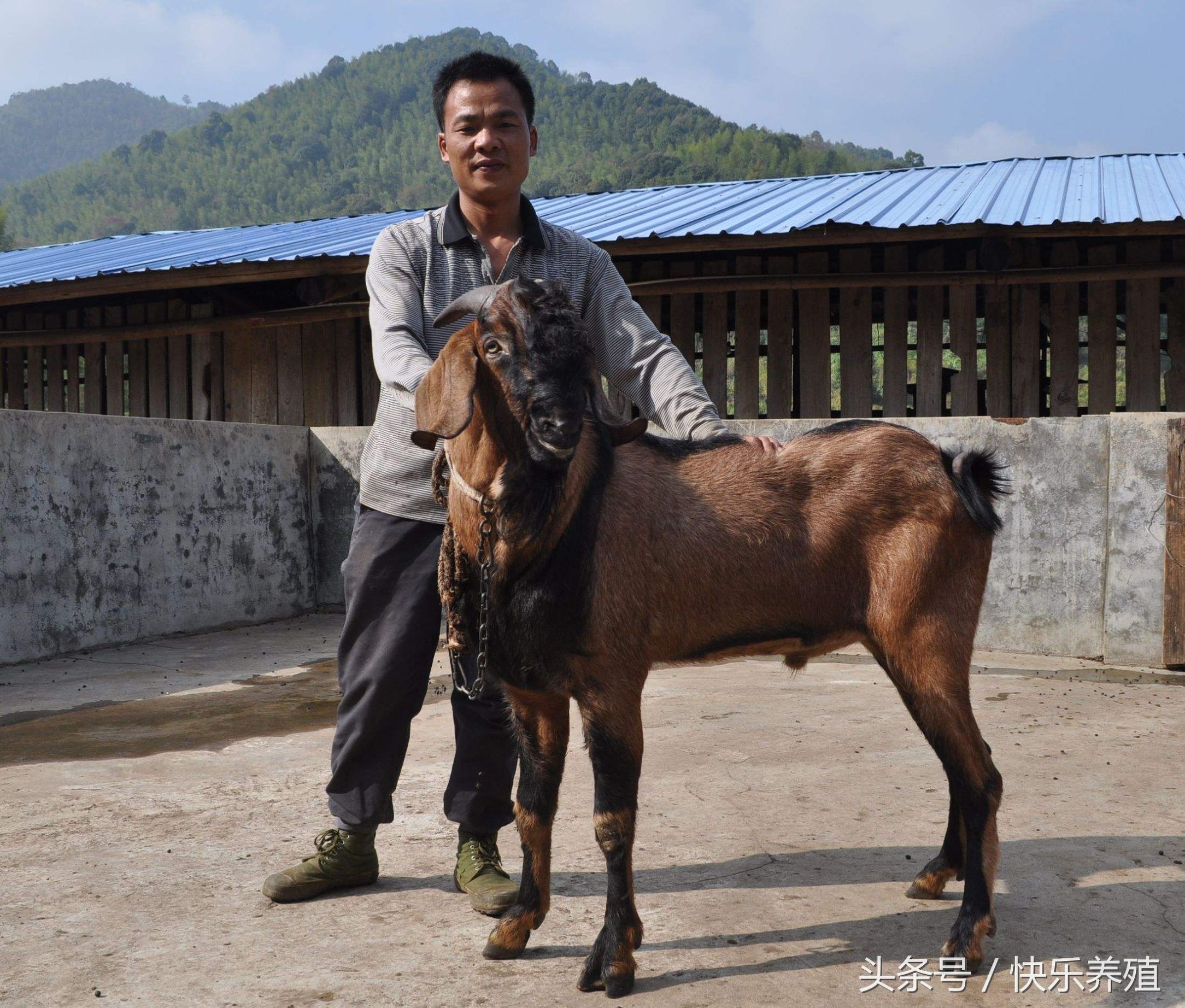 这种山羊体大赛牛犊，养羊户你见过吗？