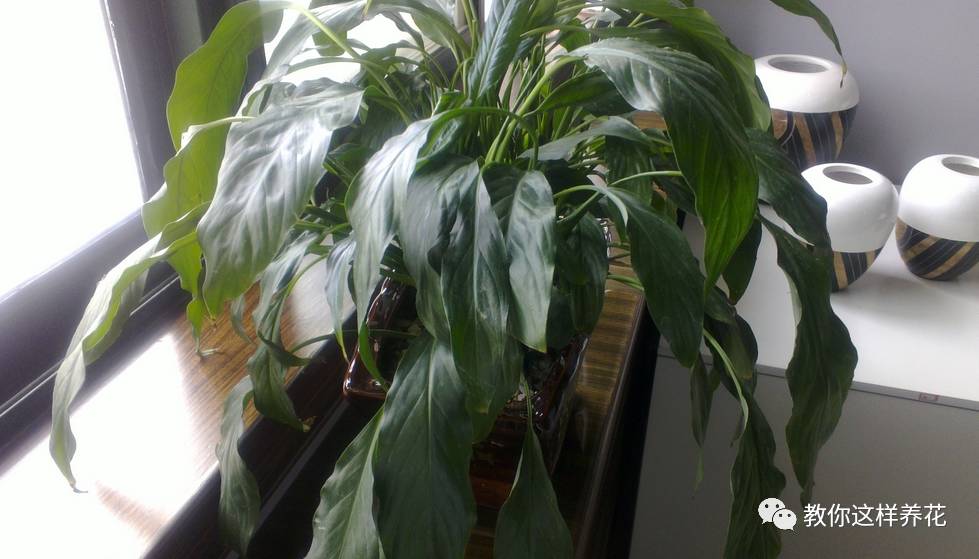 虎尾兰烂根后的花盆和土还能用吗,虎尾兰枯萎了