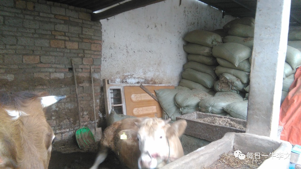 养牛的真实忠告,养牛4年的经验总结怎么写