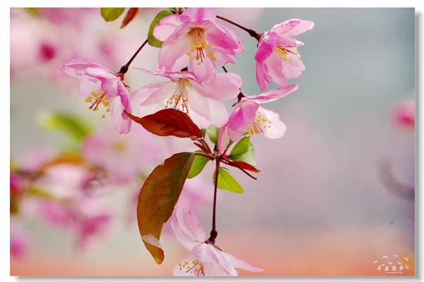 西安牡丹苑花还开着没,西安垂丝海棠哪里有卖