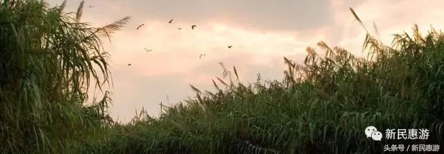 沙家浜，竹林幽径渔翁垂钓芦荡涛声