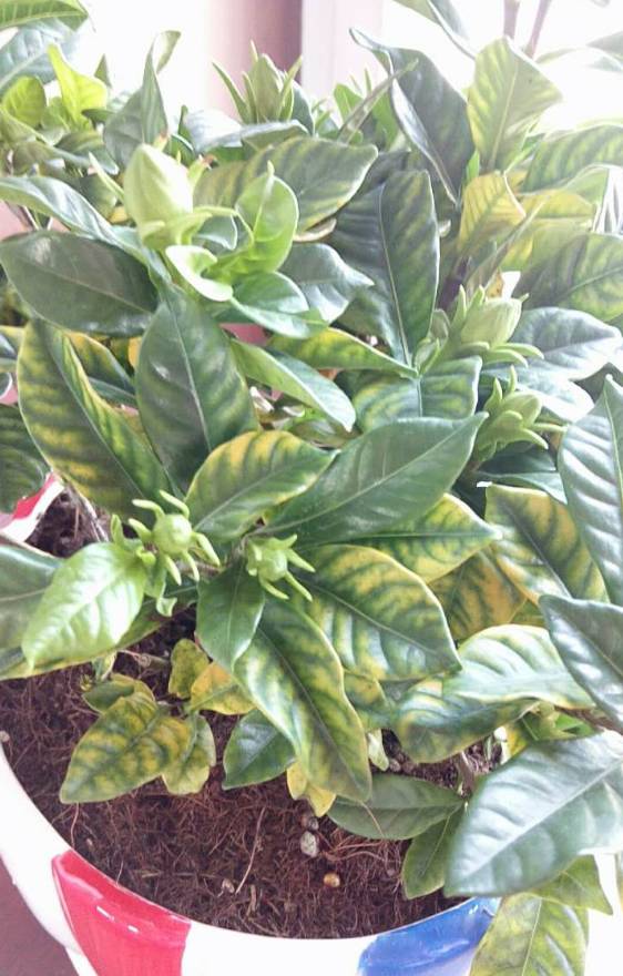 风信子夹箭是因为冷处理时间短吗,风信子败花以后怎么处理