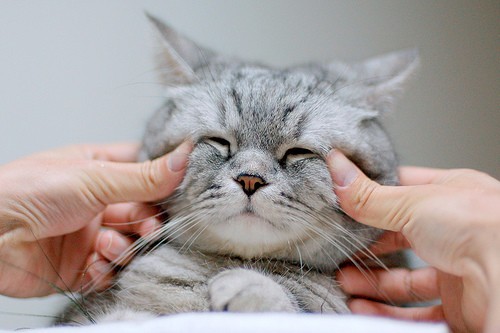 猫咪咬了除蚤项圈,猫咪除跳蚤项圈用法