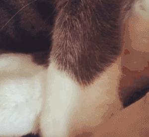 这么可爱的白手套，我能抱着摸一年！