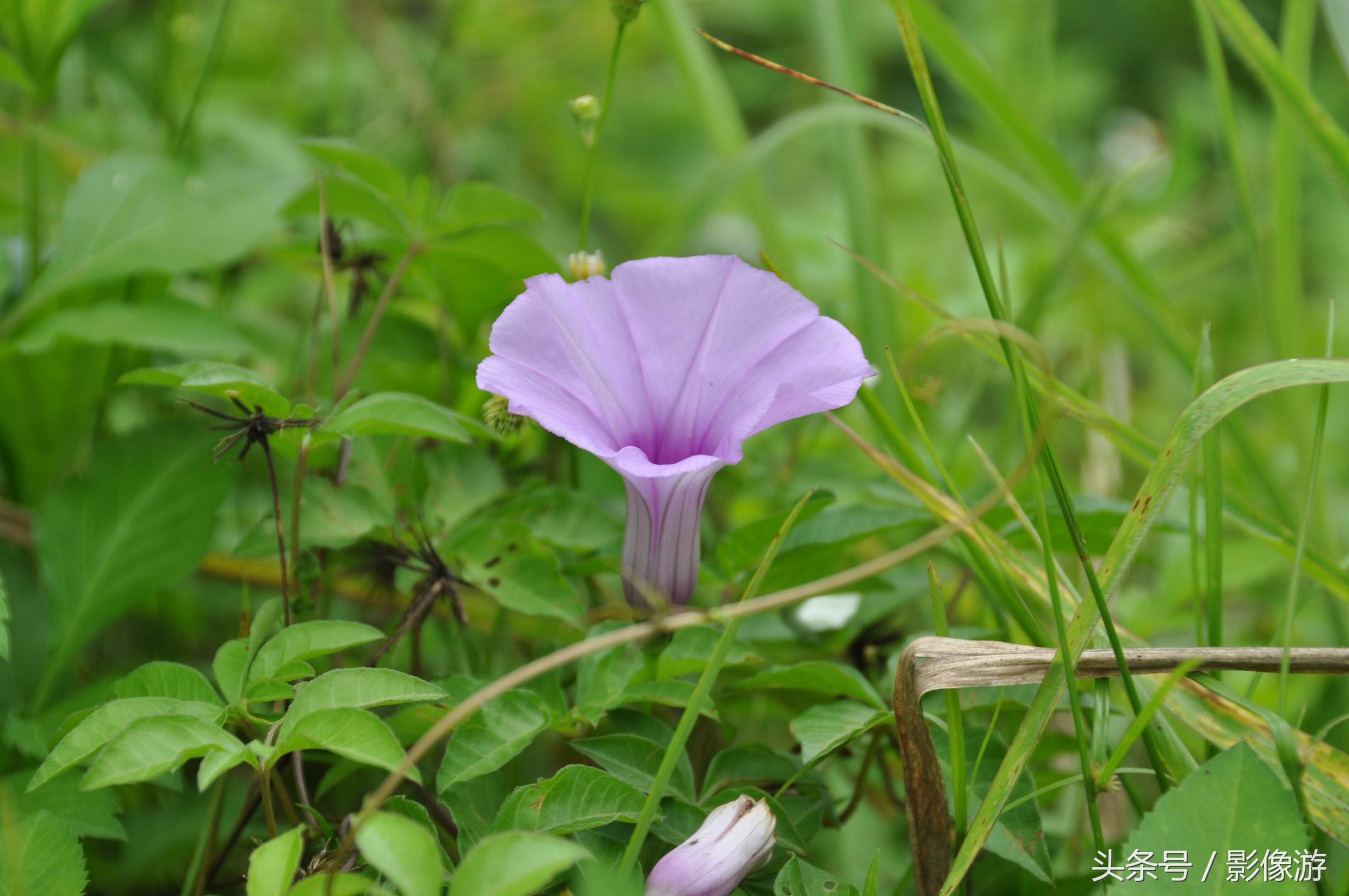 深圳观澜版画村地址,深圳清明踏青线路推荐
