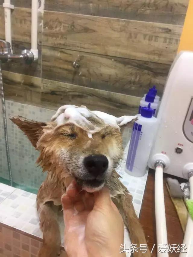 爱妖经养宠怎么玩,爱妖经