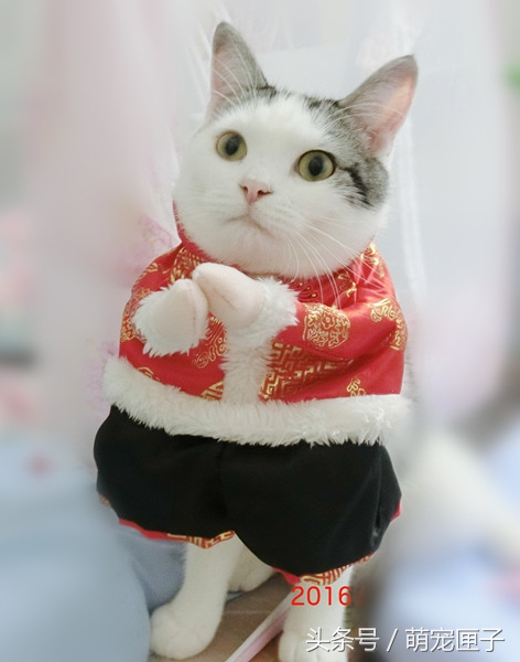 猫咪日常干架视频,猫咪日常萌炸时刻