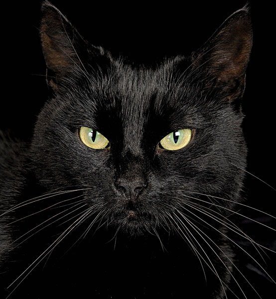 人去世了为什么会出现黑猫,人死后守灵堂