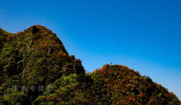 满山的杜鹃红艳艳纯音乐,满山杜鹃红艳艳