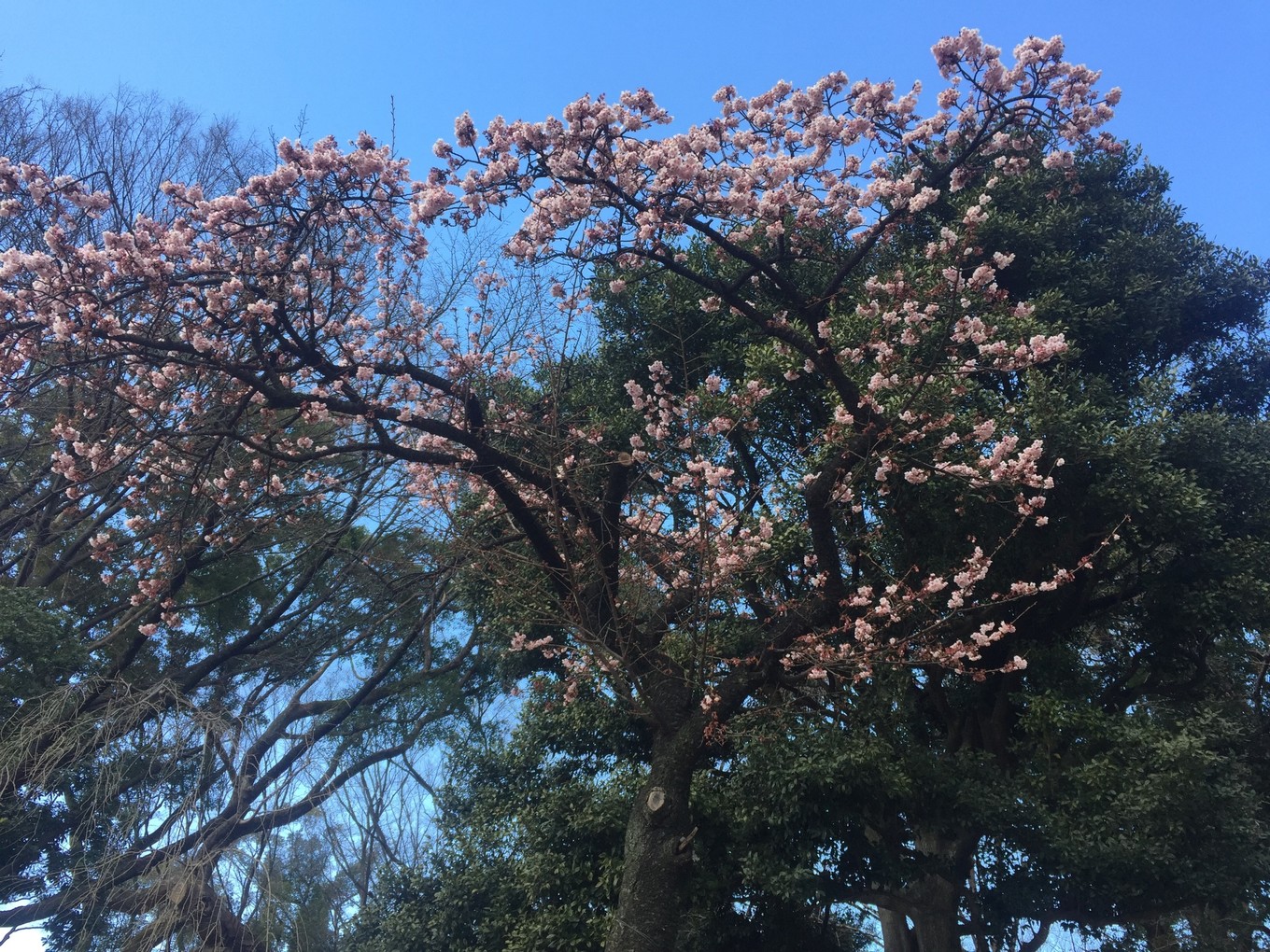 迷失在岛国——东京、京都、大阪7天经典游