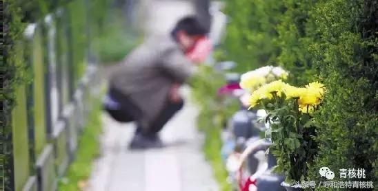 清明陵园交通管制最新,清明墓区交通管制