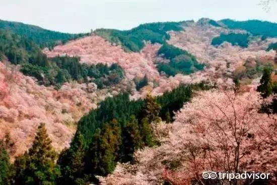 正逢樱花烂漫,何必远行带上这份攻略带你去赏樱