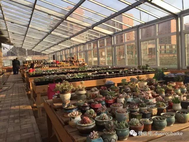 多肉为什么比较坑,多肉基础知识详解