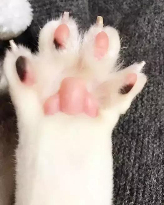 这么可爱的白手套，我能抱着摸一年！