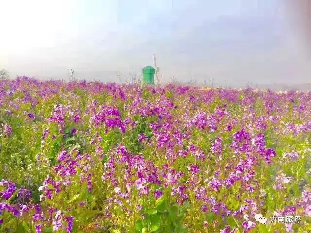 山东沂南秋日花海醉游人,沂南周边看梨花景点