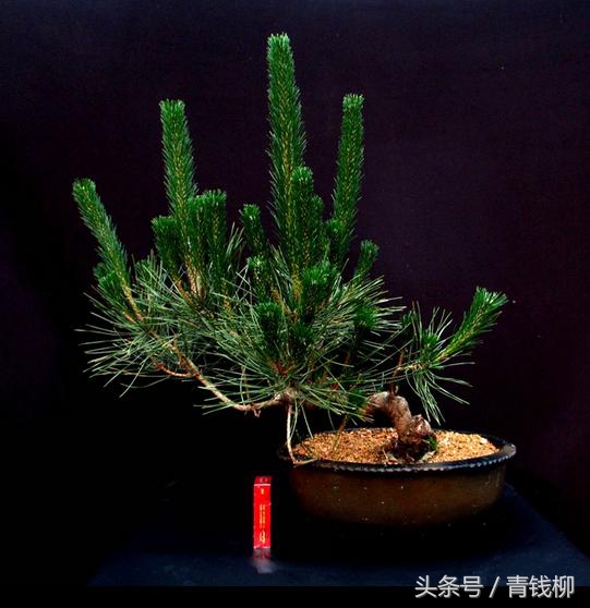 松树盆栽的养护,黑松树怎么养护和管理