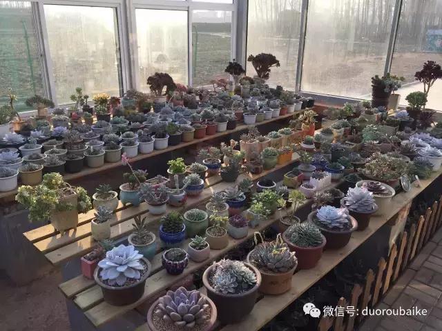 多肉为什么比较坑,多肉基础知识详解