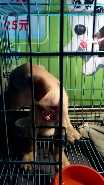 拉布拉多一个多月老是抖干呕,拉布拉多咳嗽得厉害有什么好办法