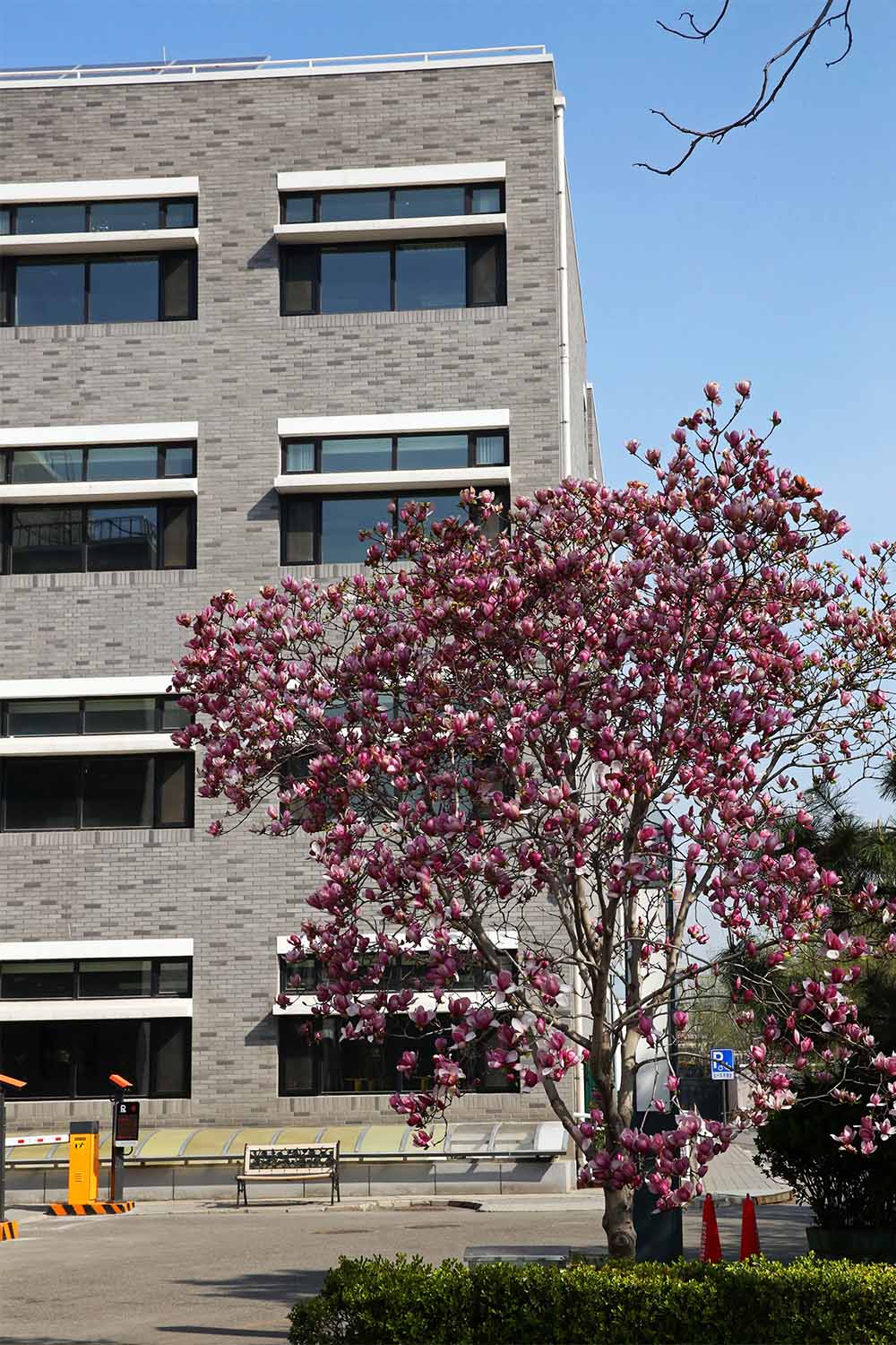 北京二中红色传承,北京二中校庆纪录片