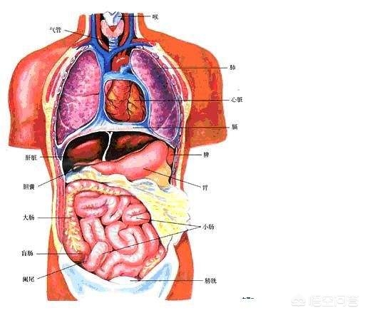 右下腹痛原因多，你知道哪些？