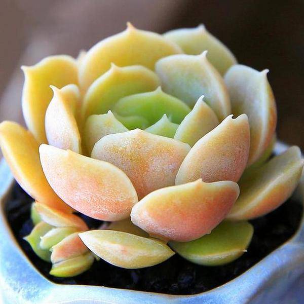 王者荣耀英雄pk古代英雄,王者荣耀英雄vs其他游戏英雄