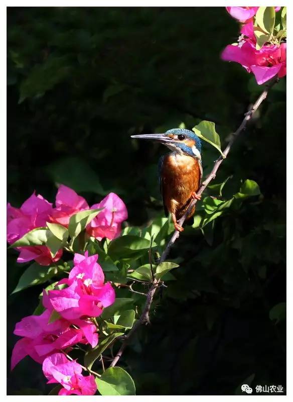 浣涘北婀垮湴瑙傞笩,浣涘北鍗佷匠瑙傞笩鑳滃湴
