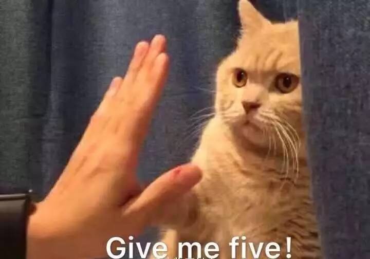 杨幂徐静蕾近况,杨幂买手办